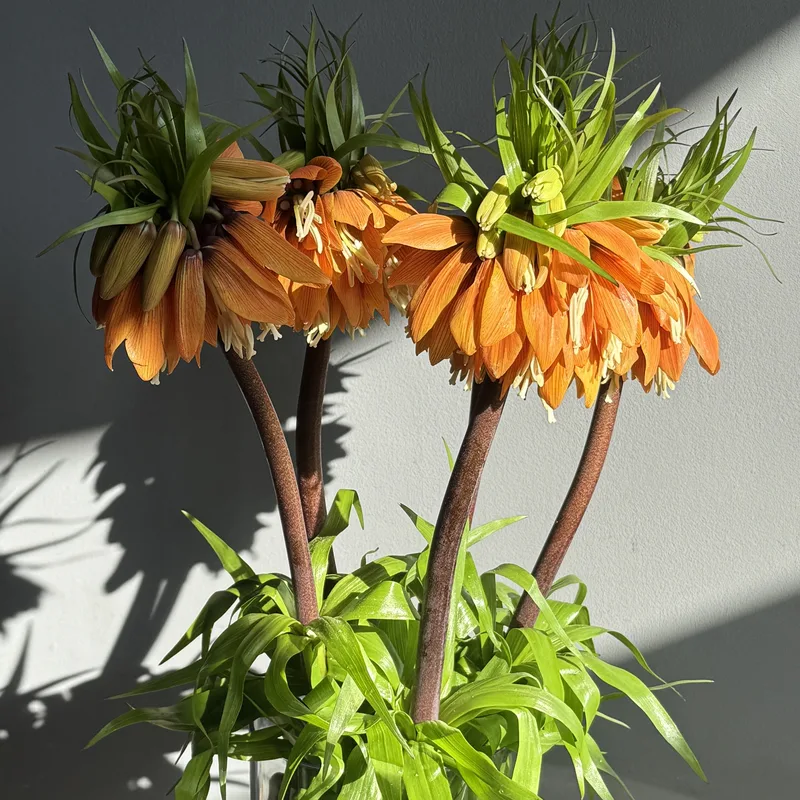 Фритиллария — купить в Казани, STEMS