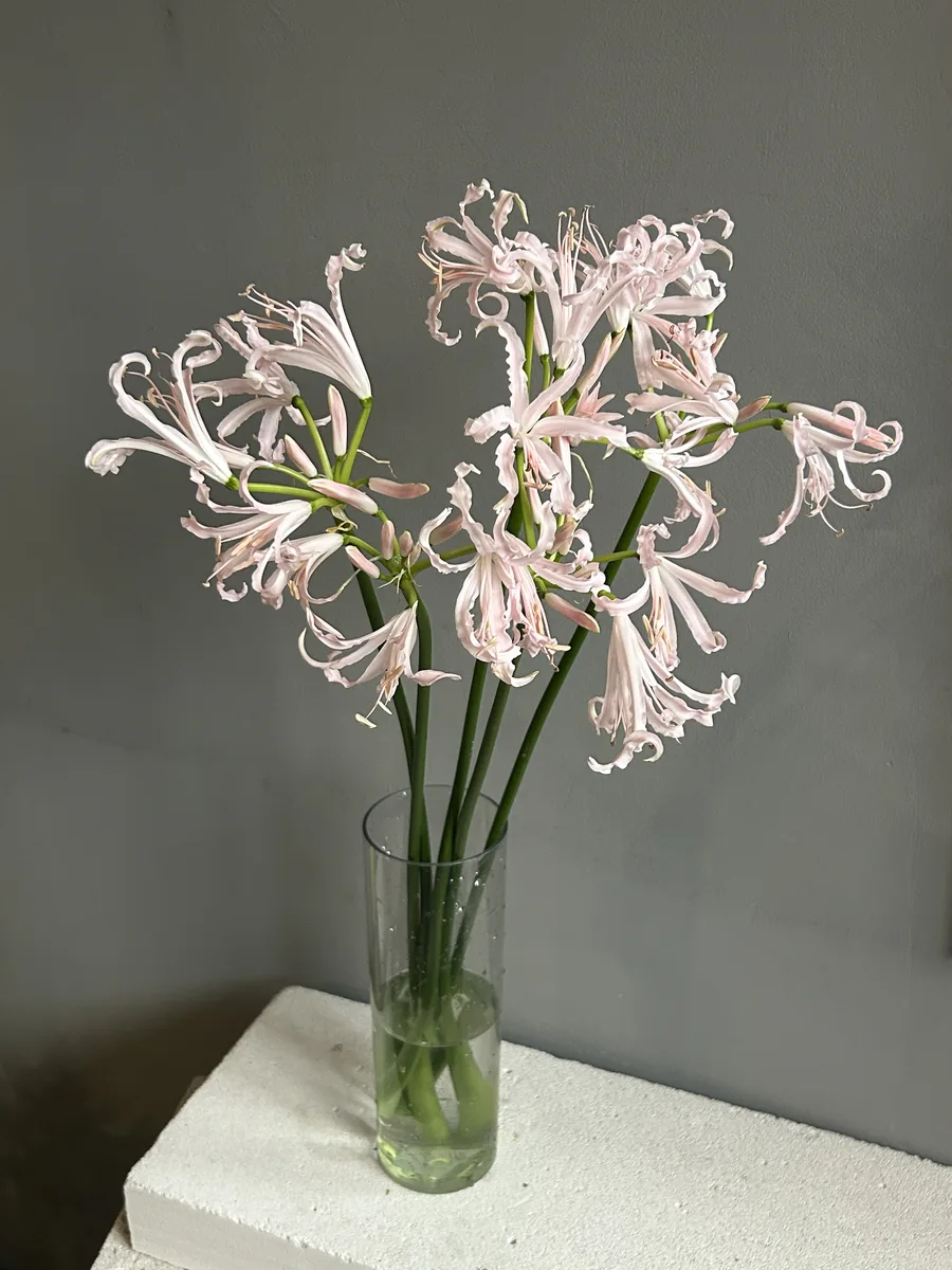 Нерине розовая — купить в Казани, STEMS
