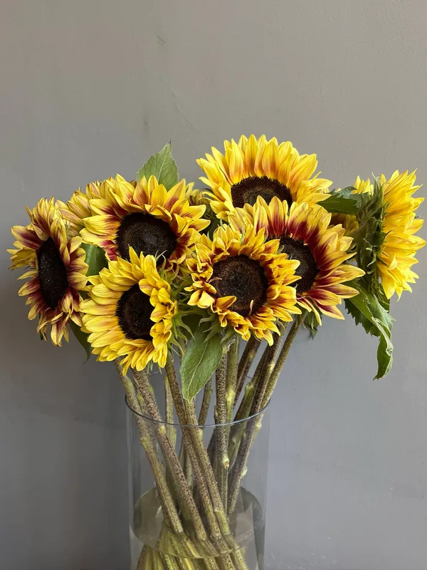 Подсолнух Марли — купить в Казани, STEMS