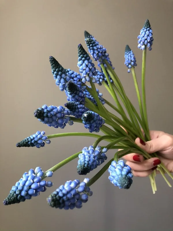 Мускари — купить в Казани, STEMS